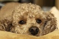 The face of an apricot poodle with sad eyes