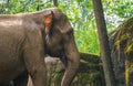 The face of a Asian elephant in closeup, Endangered animal specie from Asia Royalty Free Stock Photo