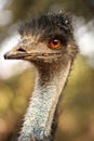 Face of an Australian emu bird Royalty Free Stock Photo