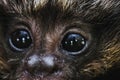 face of a baby monkey, Golden Lion Tamarin, animal native to the Brazilian Atlantic Forest Royalty Free Stock Photo