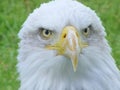 Face of a bald eagle