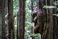 Face in Bark of Redwood Tree in Northern California