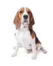 Face of beagle dog Royalty Free Stock Photo