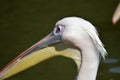 The face and beak of a pelican, pelecanus,