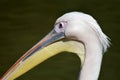 The face and beak of a pelican, pelecanus,