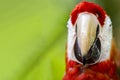 Face and beak of a Scarlet Macaw or red parrot, it is a tropical bird that lives wildly in tropical jungles of the Mayan Riviera Royalty Free Stock Photo