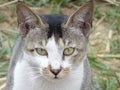 Face of a beautiful adorable white Indian domestic pet cat close up angry expression reaction looking