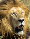 The face of a beautiful lion in close-up Royalty Free Stock Photo
