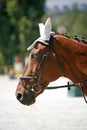 Face of a beautiful purebred racehorse on dressage training Royalty Free Stock Photo