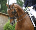 Face of a beautiful purebred racehorse on dressage training Royalty Free Stock Photo
