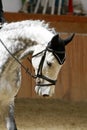 Face of a beautiful purebred racehorse on dressage training Royalty Free Stock Photo