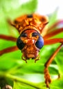 The face of a bee from the front Royalty Free Stock Photo