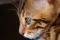 Face of a Bengal cat on a large scale Royalty Free Stock Photo