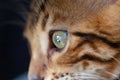 Face of a Bengal cat on a large scale Royalty Free Stock Photo