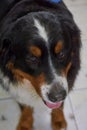 Face of bernese mountain dog. Royalty Free Stock Photo