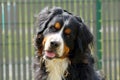 Face of a Bernese Mountain Dog dog listening with a close look Royalty Free Stock Photo