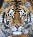 The face of a big tiger. Wild animal look