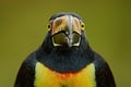 Face bill detail of bird. Small toucan Collared Aracari, Pteroglossus torquatus, bird with big bill. Toucan sitting on the branch Royalty Free Stock Photo