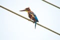 Face of a bird on a wire - Kingfisher Halcyon smyrnensis