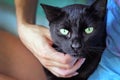 The face of a black cat with green eyes close-up Royalty Free Stock Photo
