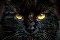 Face of black cat with yellow eyes