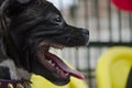 Black dog face Royalty Free Stock Photo