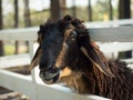 Face of a black goat close up. A goat peeks out from behind a wooden paddock. Animal muzzle.