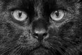 The face of a black mongrel cat close-up Royalty Free Stock Photo