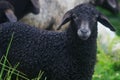 Face of a black sheep ewe looking directly at camera in the Spring. Royalty Free Stock Photo