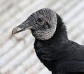 Black Vulture Face