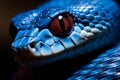 The face of a blue viper with red eyes
