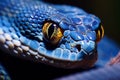 The face of a blue viper, yellow eyes