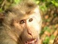 Face of Bonnet macaque, Macaca radiata monkey Royalty Free Stock Photo