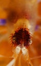 Face of Boxer-shrimp, Anilao Royalty Free Stock Photo