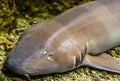 The face of a brown banded bamboo shark in closeup, tropical fish from the indo-pacific ocean