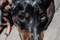 Face of a brown dachshund