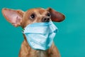 Face of a brown dog in a medical mask, virus protection concept, closeup shot