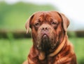 Face of brown Dogue de Bordeaux