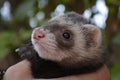 ferret with its face realy close