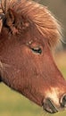 Face of a brown horse grazing on a field outside. Animal standing on green farm land on a sunny day. Zoom in on one pony Royalty Free Stock Photo