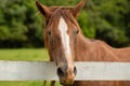 Face of a brown horse over the wooden fence.