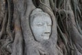 Face budha in the tree