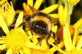 Face of a Bumble Bee. Royalty Free Stock Photo