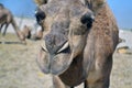 Face of Camel