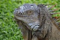 face of Caribbean Iguana, endangered species Royalty Free Stock Photo