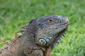 face of Caribbean Iguana, endangered species Royalty Free Stock Photo