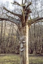 Face carved in dead tree, Slovakia Royalty Free Stock Photo