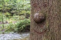 Face carved out on a tree bark Royalty Free Stock Photo