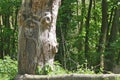 Face carved into Wellingtonia