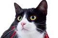 Face of cat Royalty Free Stock Photo